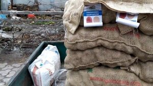 Купил семенной картофель первой репродукции. Первые впечатления