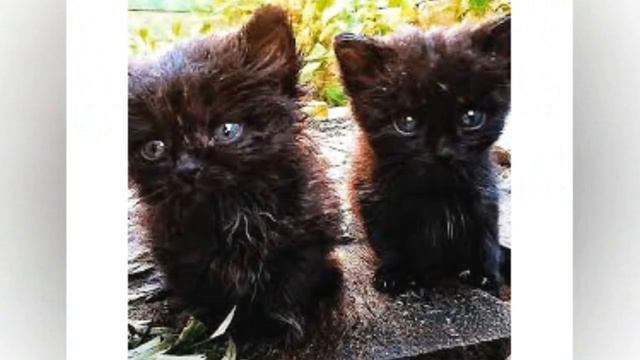 Как кот своих детей по деревне искал. Ответственный папаша!
