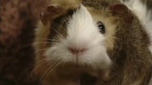 Жил-был хомяк. 14 серия. Золотая карета