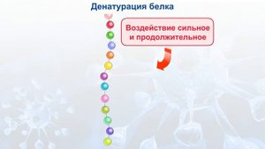 Денатурация белка  Биология для школьников