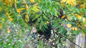 ЯЛТА УЛИЦА КИРОВА. ДОМА СТАРИНЫЕ. КРЫМ ОСЕНЬЮ