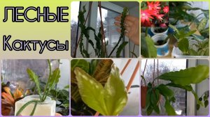 Лесные кактусы?Остались самые-самые?Царица ночи?Ангулигер?Эллиптика?Хатиора?Эпифиллумы и др