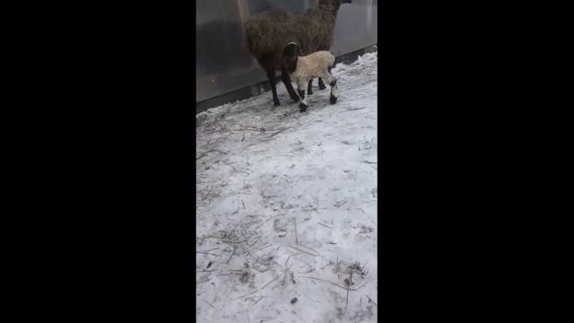 Ягнёнок. Мои Овцы курдючные ( Эдильбаевские ) Овцематки Кучкарик Ягнята смотреть онлайн