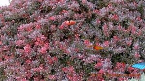 Барбарис тунберга Атропурпуреа Нана ? обзор: как сажать, саженцы барбариса Атропурпуреа Нана