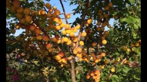 Как вырастить абрикос из косточки в домашних условиях