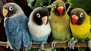 Песня о Дружбе