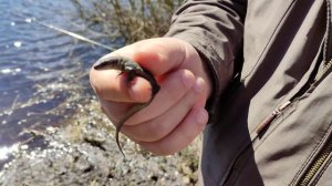 Ящерица в Подмосковье на озере весной