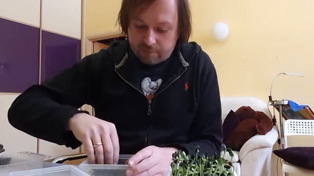 Микрозелень подсолнечника смотреть онлайн