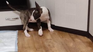 Бультерьер и хвост/Bull terrier and tail