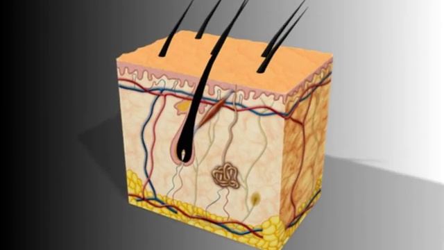 Electrolyis hair removal in 3D - Électroépilation en 3D смотреть онлайн