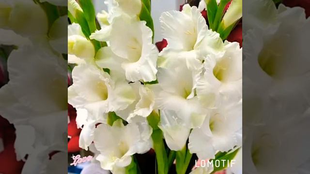 Гладиолус — Ваш цветок. Он роскошен и высок. Так и Вы, за что б ни брались, Результатов добивались🌷 смотреть онлайн