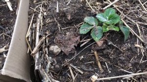 Куда срочно пересадить клубнику.Картонные грядки.