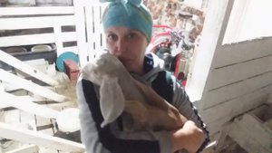 Отсаживаем козлят от маток  2 часть