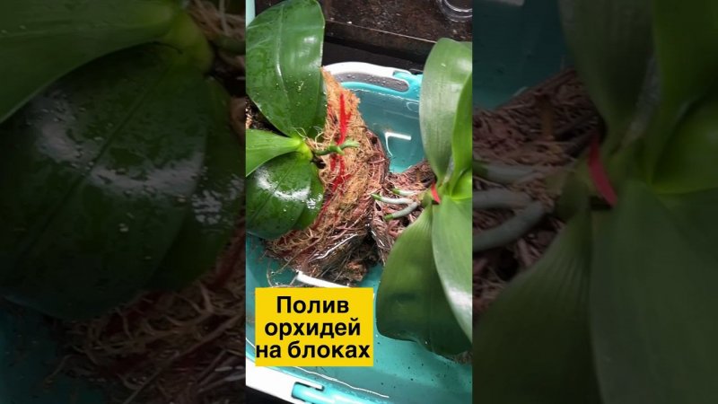 #Orchideen #OrchcideenFortpflanzung #орхидеи #наращиваниекорней #орхидеинаблоке  #орхидеиуход