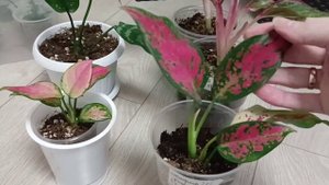 Аглаонемы в моей коллекции.Делюсь опытом!!!!