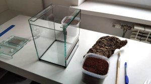 Пересадка и подготовка террариума для паука птицееда. От А до Я.