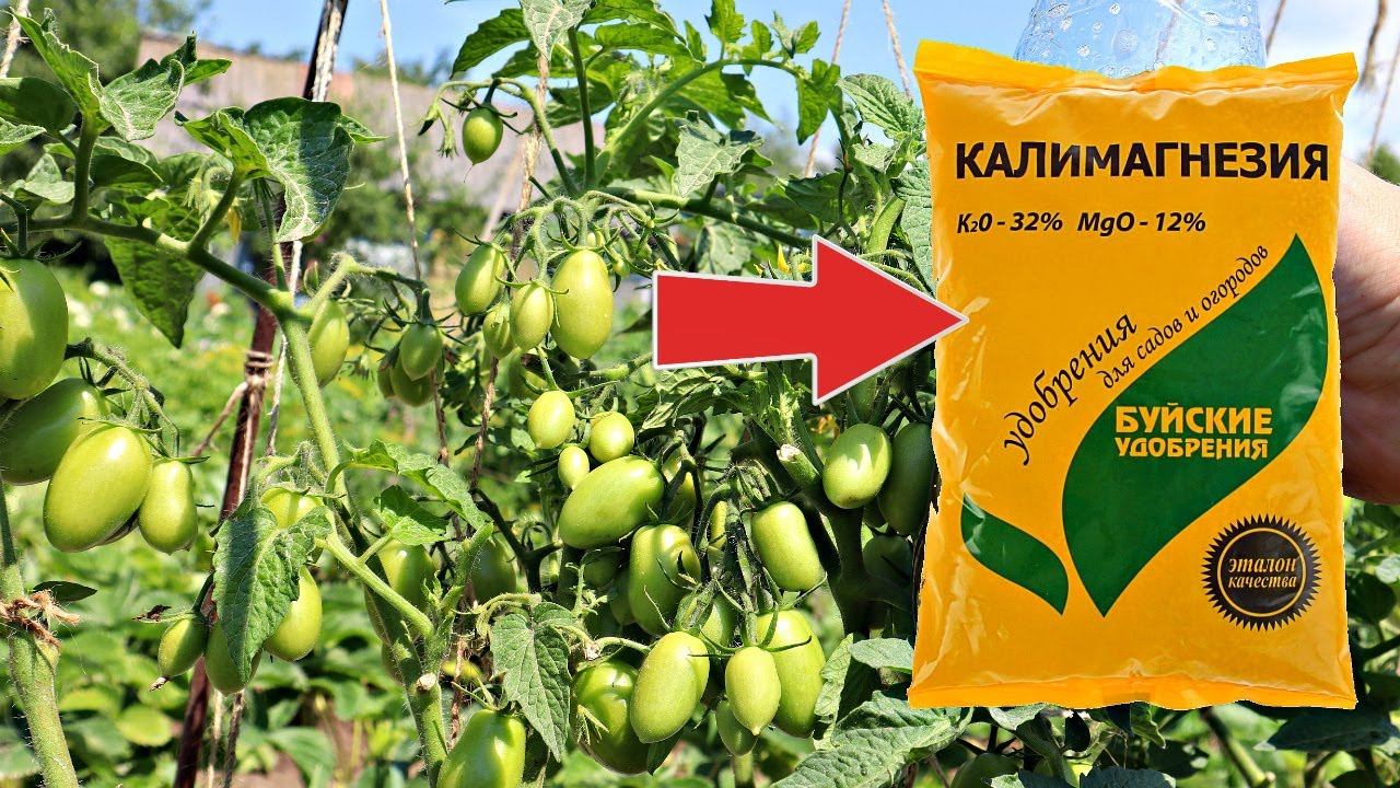 Дайте томатам и перцу калимагнезию в июле и я  вас уверяю плодов будет пропасть!