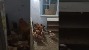 Бабушкин способ как проверить курицу несушку