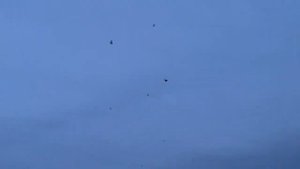 Агасиевские бойные голуби