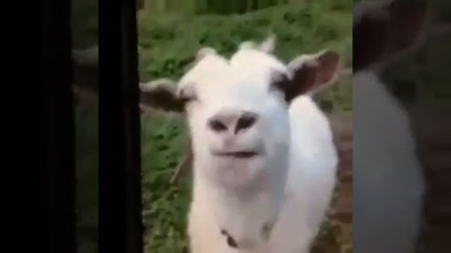 Козёл - умное животное. смотреть онлайн