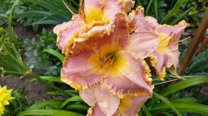 Лилейник Дарла Анита . Hemerocallis Darla Anita .