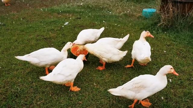 Гигантский гриб шампиньон дождевик Calvatia gigantea ( ЛИКОПЕРДОН, или Лангермания гигантская) смотреть онлайн