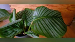 Calathea orbifolia( Калатея орбифолия )