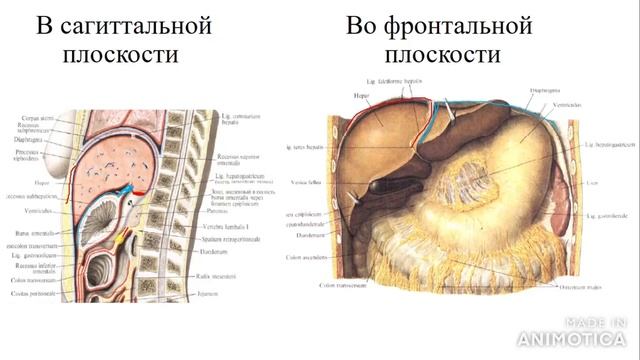 Анатомия брюшины. смотреть онлайн