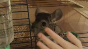 Как чувствует себя шиншилла после уборки клетки