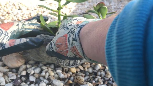 Succulent Tips for Beginners | How to Repot Succulents | Learn to Garden | How to Grow Succulents смотреть онлайн