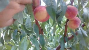 персик Манон