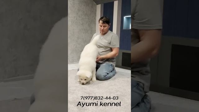 Акита ину белые #продажащенков #питомниксобак  #акита #акитаину #akita #akitainu #moscow