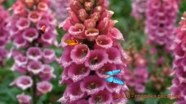 Наперстянка обыкновенная Роуз ? наперстянка Роуз обзор: как сажать семена наперстянки Роуз смотреть онлайн