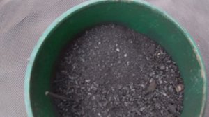 ЧЕРЕНКОВАНИЕ  КОРОЛЕВСКОЙ И ЗОНАЛЬНОЙ ПЕЛАРГОНИИ ЛЕТОМ.