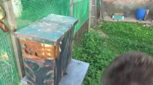 Прототип Японского улья , заселение