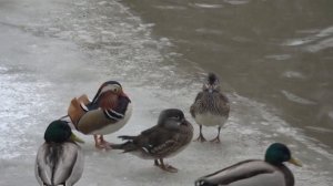 Лианозовский лесопитомник. Мандаринки Aix galericulata. Lianozovsky nursery. The mandarin duck