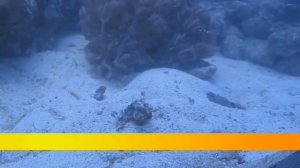 Чистильщики, часть 1: морские улитки нассариус, стромбус