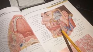 2 4  Поднижнечелюстная и подъязычная железы