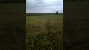 Самодельный электро пастух в действии