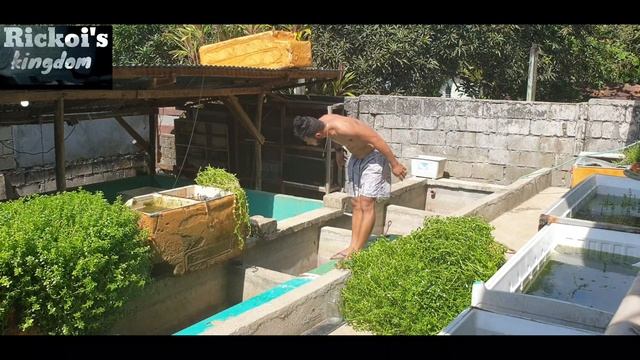 #Bacopa_monnieri #aquatic_plant смотреть онлайн