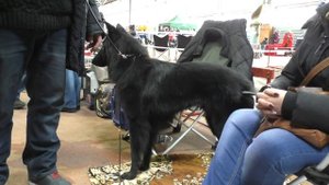 БЕЛЬГИЙСКАЯ ОВЧАРКА ГРЮНЕНДАЛЬ. Belgian Shepherd Dog Groenendael.