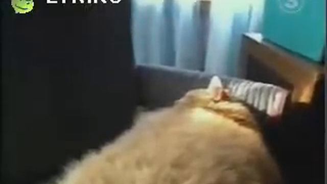 самый толстый кот в мире (the big cat)