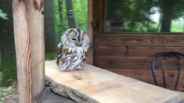 Сова Сіра на пасіці. смотреть онлайн