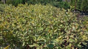 Живые изгороди: Дёрны