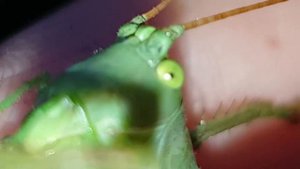 Как поймать саранчу руками