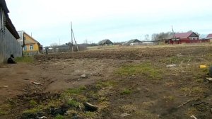 Посев трав на участке. Как я сею фацелию.