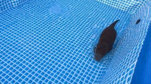 新しいプールに大喜びのカワウソとキレまくるカワウソ Восторженные выдры в новом бассейне и веселые выдры