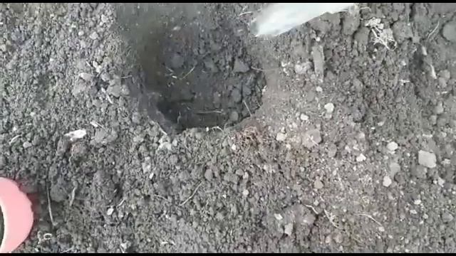 ПЕРЕЦ,ПОМИДОРЫ.ЧТО КЛАСТЬ В ЛУНКУ ПРИ ПОСАДКЕ В ГРУНТ? УРОЖАЙ БУДИТЕ СОБИРАТЬ ВЕДРАМИ!ПОСАДКА смотреть онлайн