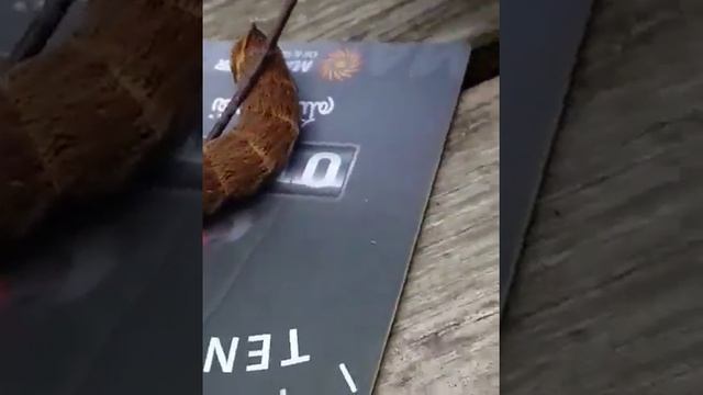 Гусеница коричневая страшная смотреть онлайн