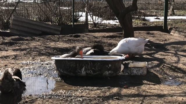 Содержание гусей